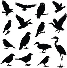 A collection of flying bird silhouettes, including sparrows and pigeons, as a wildlife vector illustration