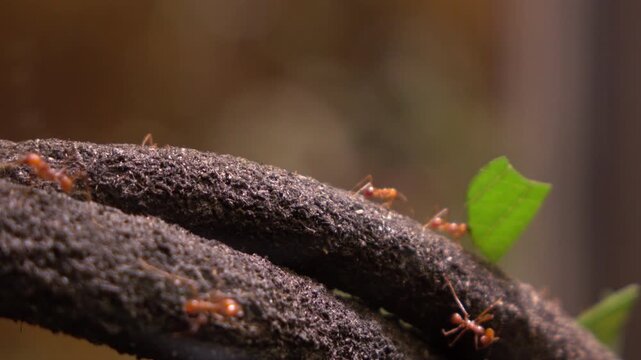 Colony of leaf cutter ants moving cut leaves across forest 4k