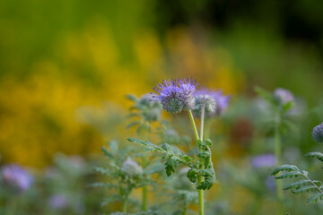 Blue tansy, Phacelia tanacetifolia cowered with dew photographed early morning. Lacy Phacelia flower (Phacelia tanacetifolia) in a summer garden at sunrise. 