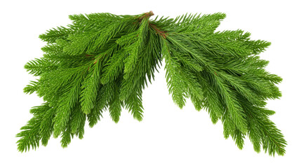 Christmas green pine branch isolated on transparent background with natural texture