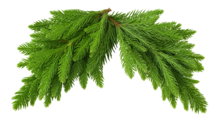 Christmas green pine branch isolated on transparent background with natural texture