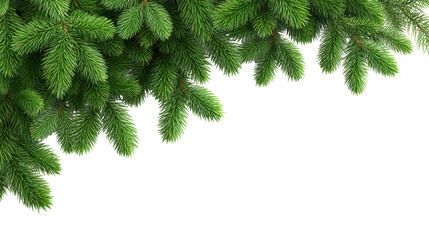 Christmas green pine branch isolated on transparent background with natural texture