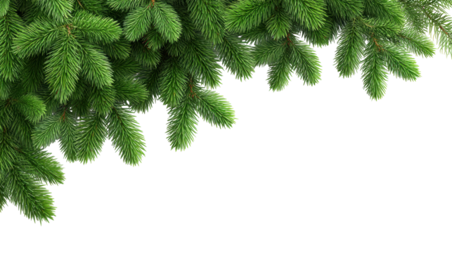 Christmas green pine branch isolated on transparent background with natural texture