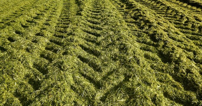 Tractor tracks on mowed grass - haylage after tamping in a silage pit. Agriculture, hay harvesting, texture, pattern, summer