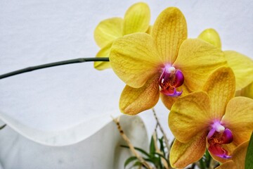 yellow orchid flower