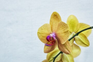 orchid on a blue background
