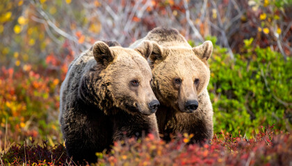 Two Brown Bears Walking Together Through Autumn Foliage in a Vibrant Natural Landscape