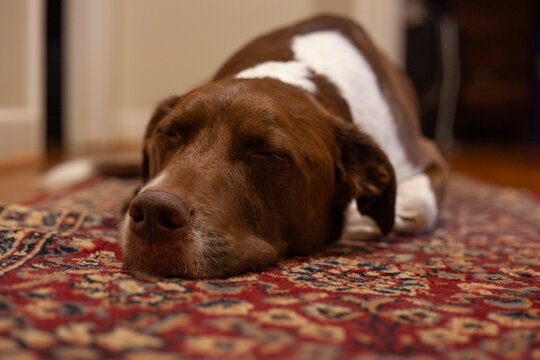 portrait of a dog lying down on a rug in the hallway