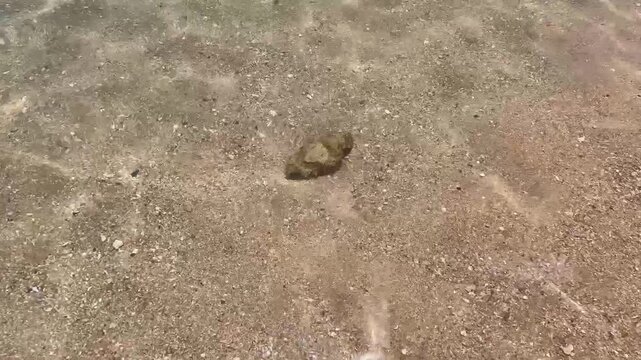 An inconspicuous grey-brown stonefish swims along the sand underwater in the Red Sea off the coast of Egypt