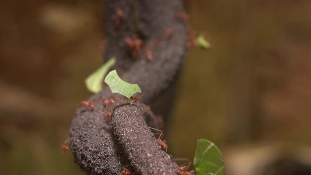 Leaf cutter ants carrying food across forest 4k