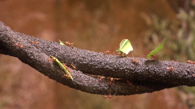 Leaf cutter ants in forest moving food across branches 4k
