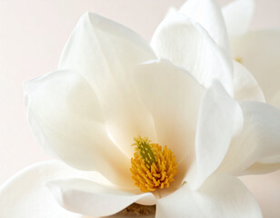 Obraz premium close-up photograph showcases the pristine white petals and vibrant yellow and green center of a blooming magnolia flower. Another slightly blurred magnolia blossom lies in the soft focus background, 