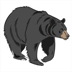 american-black-bear-vector