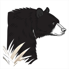 american-black-bear-vector