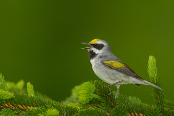 Golden-winged Warbler male singing taken in southern MN