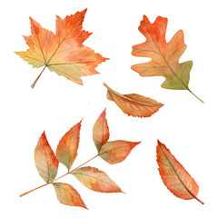 Watercolor hand drawn set with autumn leaves from different trees (plum, oak, birch, ash). leaf fall. Can be used on fabrics and paper products and other. Make any compositions yourself 