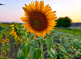 Close-up sunflower in a field at sunset, bright yellow petals, rural summer landscape.