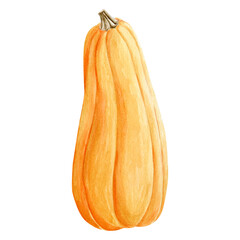 Watercolor hand drawn autumn illustration of an orange butternut squash. Harvest vegetable isolated. Perfect for fall design, Thanksgiving decor, Hallowen decor, seasonal invitations, and botanical pr