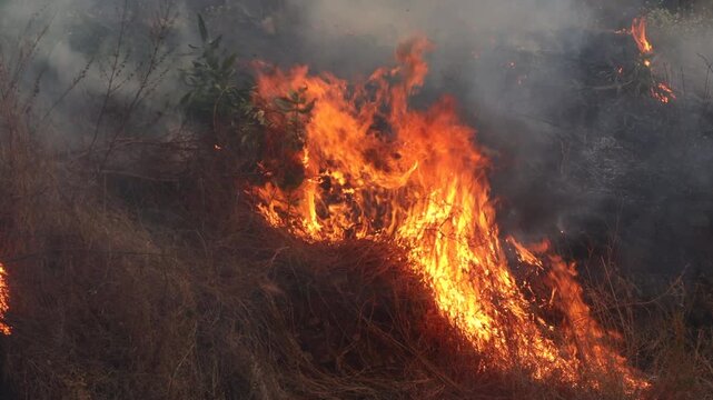 in jungle Wildfire, A forest fire burning. Large Flame of jungle fire burning and dense smoke of fire rising. A fire in the rainforest burning trees and branches at summer season