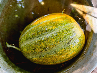 Ripe striped melon soaking in water, close-up of fresh fruit with yellow and green skin.
