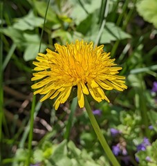 Close-up of a bright yellow dandelion. A symbol of spring, sunshine, and natural beauty. Macro,...