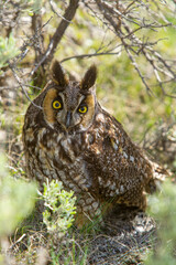 Long-earned Owl taken in Yellowstone NP