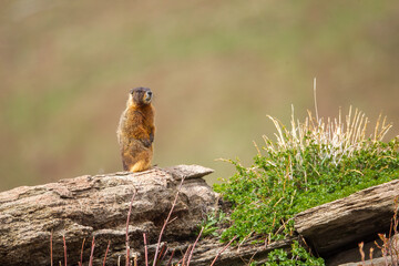 Yellow-bellied Marmot taken in central Colorado