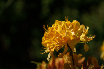 Close up of a vibrant yellow rhododendron flower in bloom