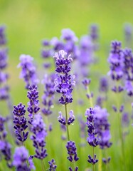 Obraz premium Lush lavender blossoms in a field