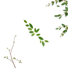 Obraz premium Leaf and branch peace dove for International Day of Peace