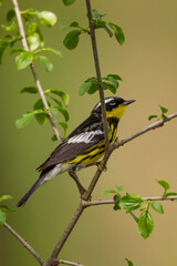 Magnolia Warbler male taken in southern MN in the wild