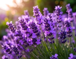 Obraz premium Lush lavender field in sunlight