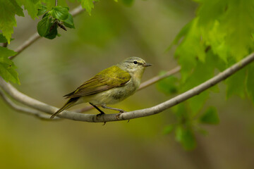 Obraz premium Tennessee Warbler taken in southern MN