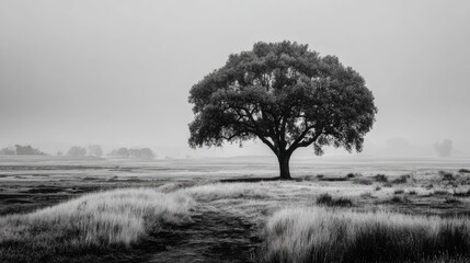 Obraz premium Solitary tree stands majestic in a misty monochrome landscape