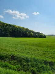 Green agricultural field aerial view with forest edge and blue sky with white clouds