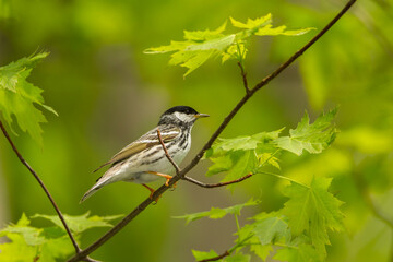Blackpoll Warbler male taken in southern MN