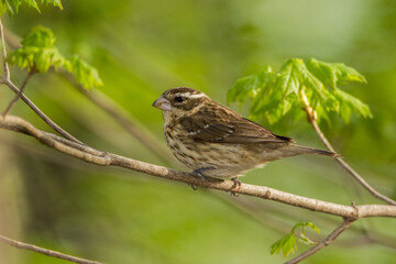 Rose-breasted Grosbeak female taken in southern MN