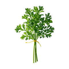 fresh dill isolated on white