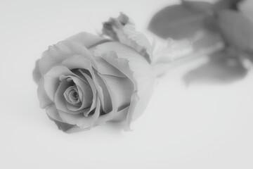 Einzelne Rose Grautöne vor weiß mit Platz für Text monochrom