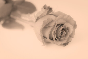 Einzelne Rose Grautöne vor weiß mit Platz für Text monochrom Sonne