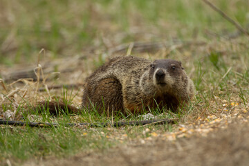 Wood Chuck taken in southern MN in the wild