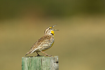 Western Meadowlark