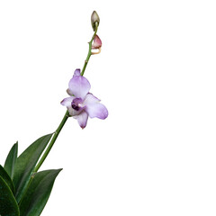 Elegant Orchid Flower on White Background Showcasing Delicate Beauty and Grace