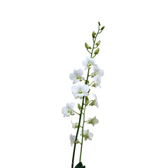 Beautiful White Orchids on Isolated Background for Floral Decor