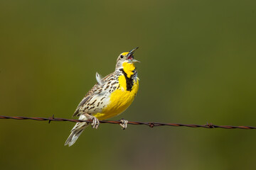 Western Meadowlark