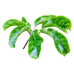 Close-Up of Vibrant Green Leaves With Raindrops Isolated on White Background