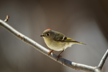 Ruby-crowned Kinglet showing crown taken in northern MN