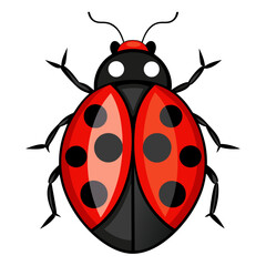 Obraz premium Sleek Ladybug Vector Design White Background