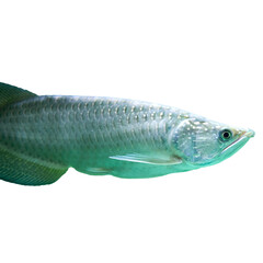 Close-Up Image of a Silver Arowana Fish in Isolated View