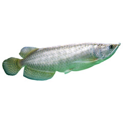 Close-Up Image of a Silver Arowana Fish in Isolated View